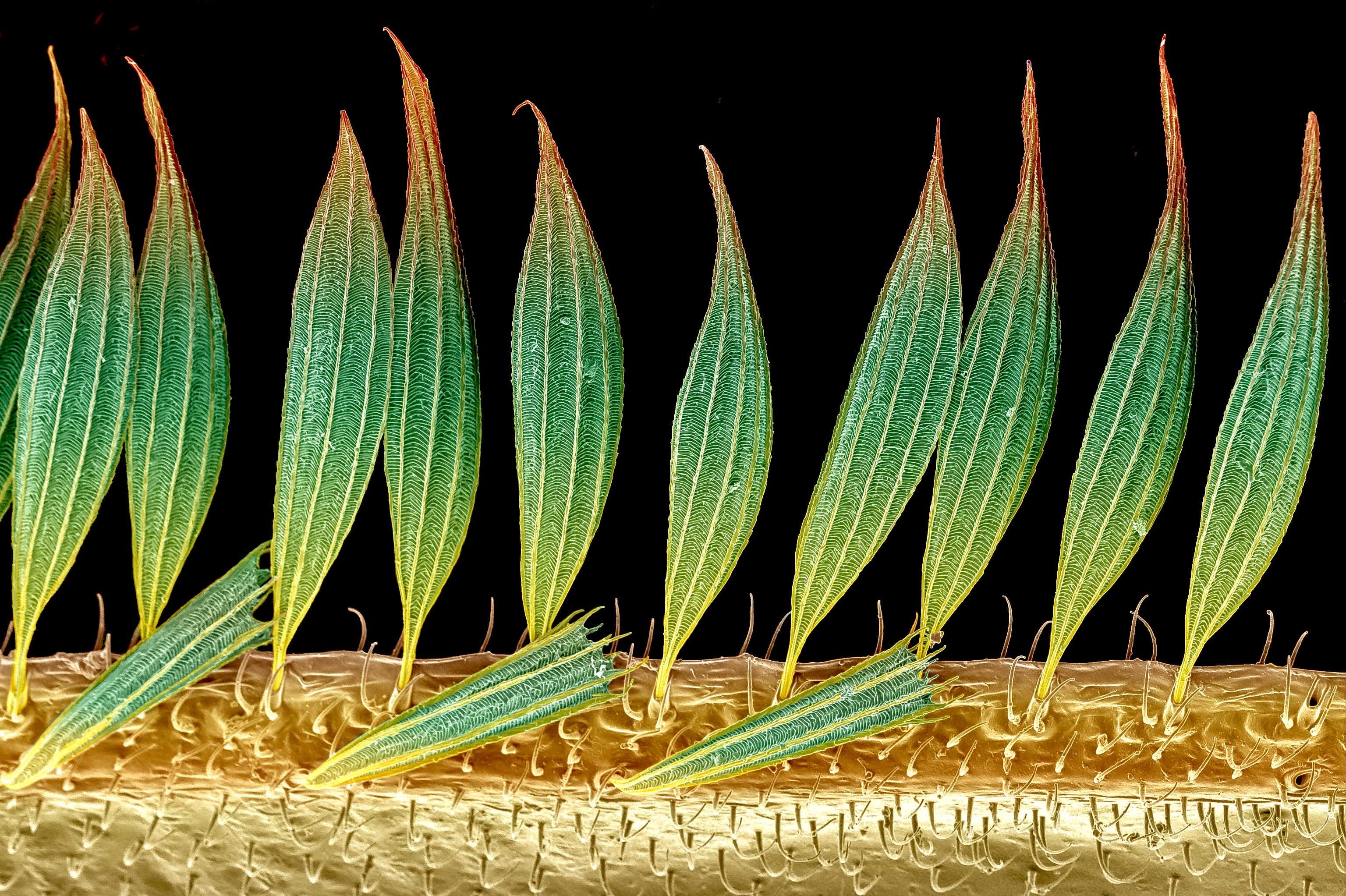 Premio Royal Microscopical Society Premio Royal Microscopical Society