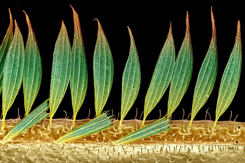 Premio Royal Microscopical Society Premio Royal Microscopical Society